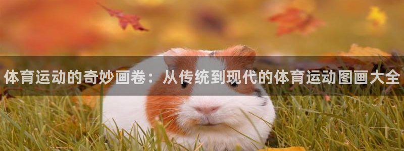 海南MK体育官网下载发展怎么样：体育运动的奇妙画卷：