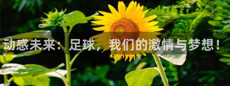  mk体育app官网在线：动感未来：足球，我们的激情与梦想！
